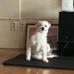 Hong Ji-hee Instagram - 누나 대신 내가 한다 홈요가 횹-