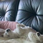 Hong Ji-hee Instagram – 자 다들 심장 부여잡아요 ♡´･ᴗ･`♡