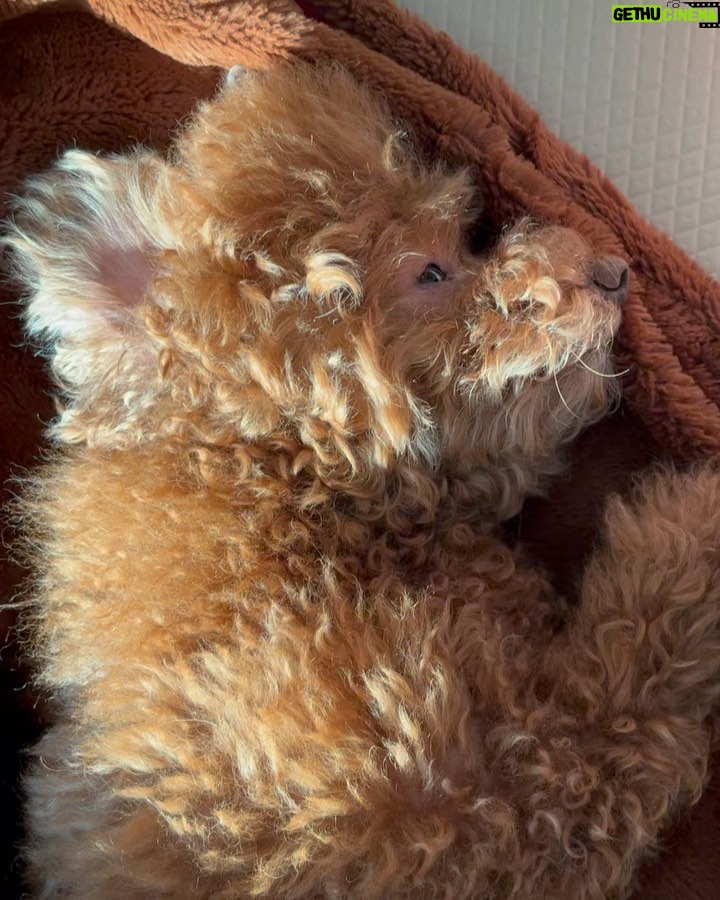 Hong Kyung Instagram - 지난날들을 돌아보게 만드는 koko와 셰에라자드, 우리 원이 그리고 나, 위태로워 보이는 얇은 가지 위에 중심을 잡고 흔들림 없이 서 있던 새 마지막으로는 몇 년 전 심해와 같은 잔소리꾼 시네필 sir진혁 감독과