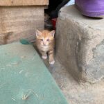 Hong Kyung Instagram – 여름 장마와 신기할 만큼 요즘 우연히 계속해서 보이는 미스 반 데어 로에, 연습 연주하는 아들을 객석 끝에서 지켜보는 이 곡의 작곡가이자 아버지, 그리고 motherland.