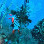 Honoka Akimoto Instagram - . 久しぶりのダイブ！ 今年は沢山潜りに行きたい🐠🐠🐠 今回はウミウシがお目当てなので苦手な方は閲覧注意🙇‍♀️ #スキューバダイビング #西伊豆 #田子 #透明度12m #水温18度 #ほのカメラ📸 #ほのダイビング 2枚目 お目当ての #セトリュウグウウミウシ →水深33m地点にて発見！歯磨き粉みたい！ピンボケ🫣 3枚目 ウツボの顔に #アカシマシラヒゲエビ →クリーニングしてるんだって🦐可愛い！ 他にも可愛い子載せとくね♪ お魚に夢中で自撮りこの一枚だけです🫢一応富士山見えるように撮ったつもり🗻 西伊豆 田子