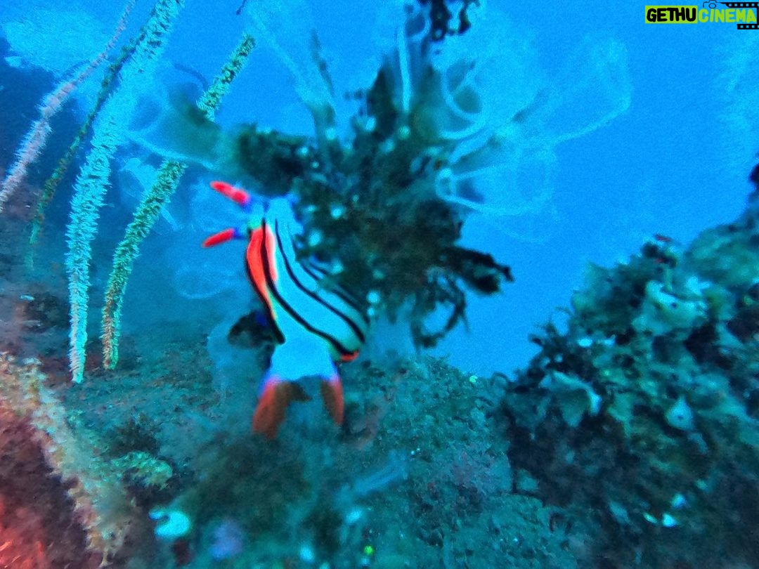 Honoka Akimoto Instagram - . 久しぶりのダイブ! 今年は沢山潜りに行きたい🐠🐠🐠 今回はウミウシがお目当てなので苦手な方は閲覧注意🙇♀️ #スキューバダイビング #西伊豆 #田子 #透明度12m #水温18度 #ほのカメラ📸 #ほのダイビング 2枚目 お目当ての #セトリュウグウウミウシ →水深33m地点にて発見!歯磨き粉みたい!ピンボケ🫣 3枚目 ウツボの顔に #アカシマシラヒゲエビ →クリーニングしてるんだって🦐可愛い! 他にも可愛い子載せとくね♪ お魚に夢中で自撮りこの一枚だけです🫢一応富士山見えるように撮ったつもり🗻 西伊豆 田子