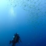 Honoka Akimoto Instagram - . Under the sea🐟✨ 今日はまったりダイブ♪ 魚群追いかけたり！ 魚群の中に入ってみたり！ 水温も丁度良くて気持ちよかった〜🤭 #スキューバダイビング #井田 #透明度15m #水温23度 #ほのダイビング