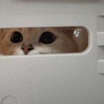 Hua Chen Instagram – 兩隻來祝大家聖誕快樂啦🐱🐶🎄🎁
貓狗大戰 你是哪一派？