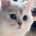 Hua Chen Instagram – 兩隻來祝大家聖誕快樂啦🐱🐶🎄🎁
貓狗大戰 你是哪一派?