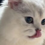 Hua Chen Instagram – 兩隻來祝大家聖誕快樂啦🐱🐶🎄🎁
貓狗大戰 你是哪一派?