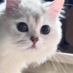 Hua Chen Instagram – 兩隻來祝大家聖誕快樂啦🐱🐶🎄🎁
貓狗大戰 你是哪一派?