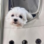 Hua Chen Instagram - 雖然我是辣妹 但我是有冬天的