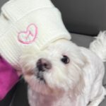 Hua Chen Instagram – 我對這件帽踢的喜愛程度已經連續穿了五天
哈哈哈哈哈哈哈 還是香香的呦 顆顆～～

1/27紅白見了～各位🩷🤞🏻除夕夜也會見沒事的😚