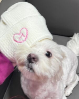 Hua Chen Instagram - 我對這件帽踢的喜愛程度已經連續穿了五天
哈哈哈哈哈哈哈 還是香香的呦 顆顆～～

1/27紅白見了～各位🩷🤞🏻除夕夜也會見沒事的😚