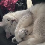Hua Chen Instagram – 我對這件帽踢的喜愛程度已經連續穿了五天
哈哈哈哈哈哈哈 還是香香的呦 顆顆～～

1/27紅白見了～各位🩷🤞🏻除夕夜也會見沒事的😚