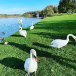 Hugh Wallace Instagram - The swans are so elegant