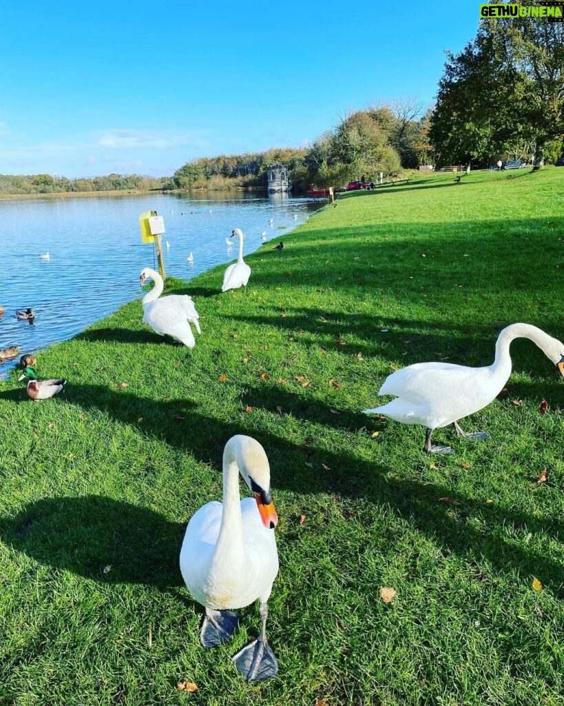 Hugh Wallace Instagram - The swans are so elegant