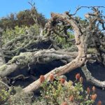 Hugh Wallace Instagram - Amazing sculptural elements to the trees found among the lava, not to mention the embellishments! Is that old man’s beard? #lanzarote Lanzarote, Canary Islands