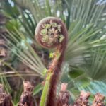 Hugh Wallace Instagram - Carragh nurseries have the most amazing selection of plants, everything from annuals to mature trees, some over a century old. Devastatingly their old account got hacked and they lost it and their 30,000 followers. With true grit & determination that you’d expect from this nursery they are starting again. Head over to their account @caraghnurseriesire and show them some support or spread the word! :-) #garden Caragh Nurseries