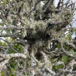 Hugh Wallace Instagram - Amazing sculptural elements to the trees found among the lava, not to mention the embellishments! Is that old man’s beard? #lanzarote Lanzarote, Canary Islands