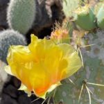 Hugh Wallace Instagram - I visited gardenycactuslanzarote today. The cactus is regarded as a bit of an ugly brute, yet look at the delicate flowers and the vibrant colours. It’s just extraordinary! 🌵 Do you have any cacti in your home? #cactus #cactusgarden