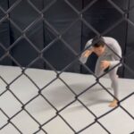 Humberto Bandenay Instagram - Esta vida me encantaa 🎶 📽 : @elmago.96 #lutalivre #boalutalivre #teambandenay🔥 #dtc #iridiumsportsagency #thekingisback #plim #galletitape #submissions El Dogo Training Center