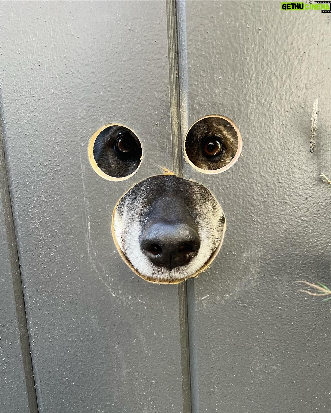 Hunter March Instagram - Cut a doggie peep hole into my gate and let’s just say, they be peeping. #dogs #dogsofinstagram