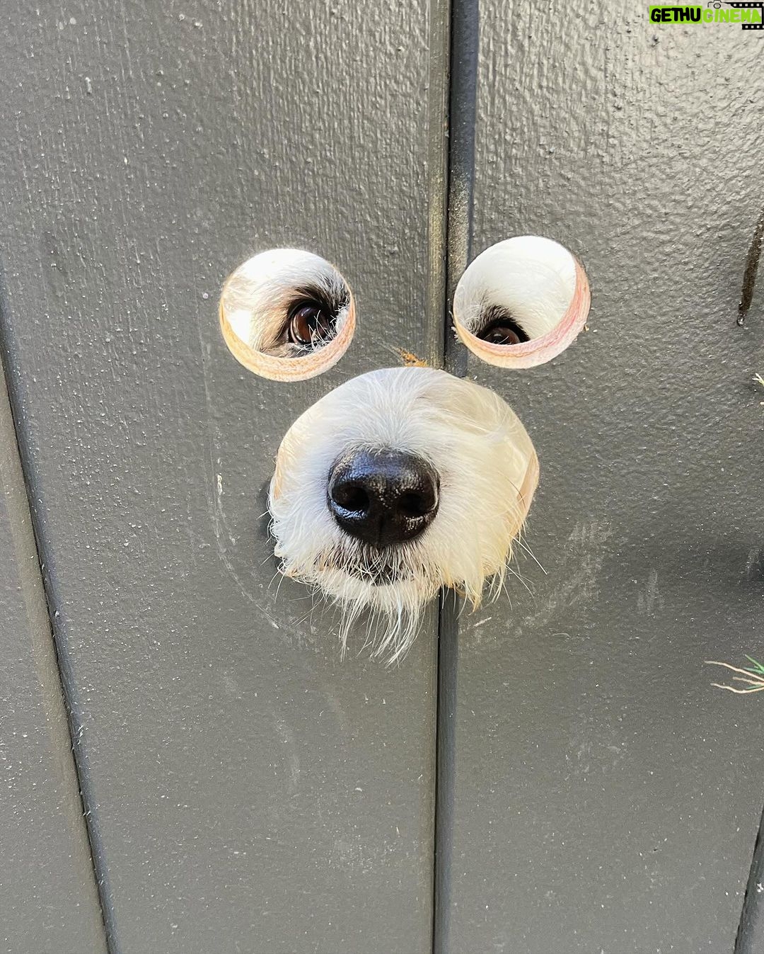 Hunter March Instagram - Cut a doggie peep hole into my gate and let’s just say, they be peeping. #dogs #dogsofinstagram