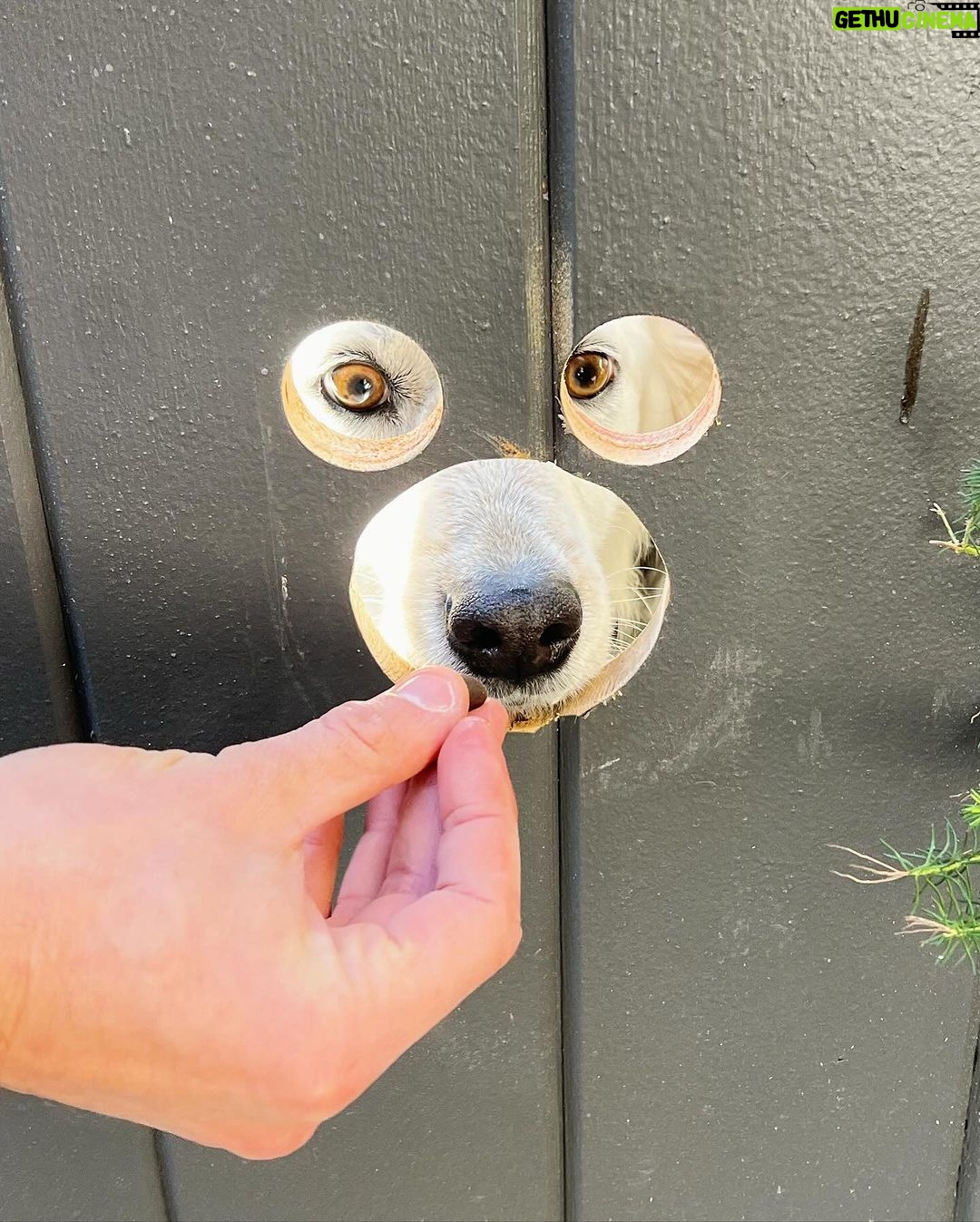 Hunter March Instagram - Cut a doggie peep hole into my gate and let’s just say, they be peeping. #dogs #dogsofinstagram