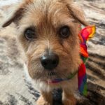 Ian Bremmer Instagram - happy pride moose! New York, New York