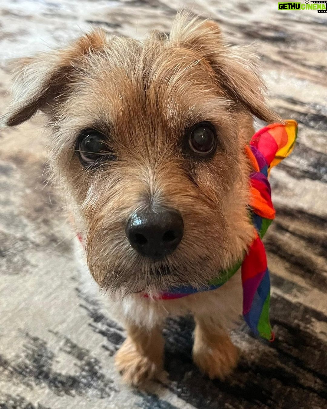Ian Bremmer Instagram - happy pride moose! New York, New York