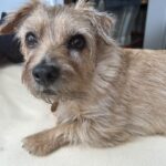 Ian Bremmer Instagram - moose says every day is national dog day