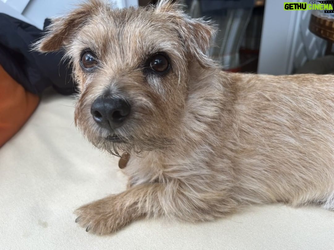 Ian Bremmer Instagram - moose says every day is national dog day
