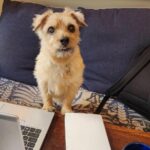 Ian Bremmer Instagram - moose preparing for a zoom call New York, New York