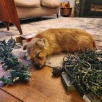 Ian Bremmer Instagram - it’s beginning to look a lot like moose-mas New York, New York