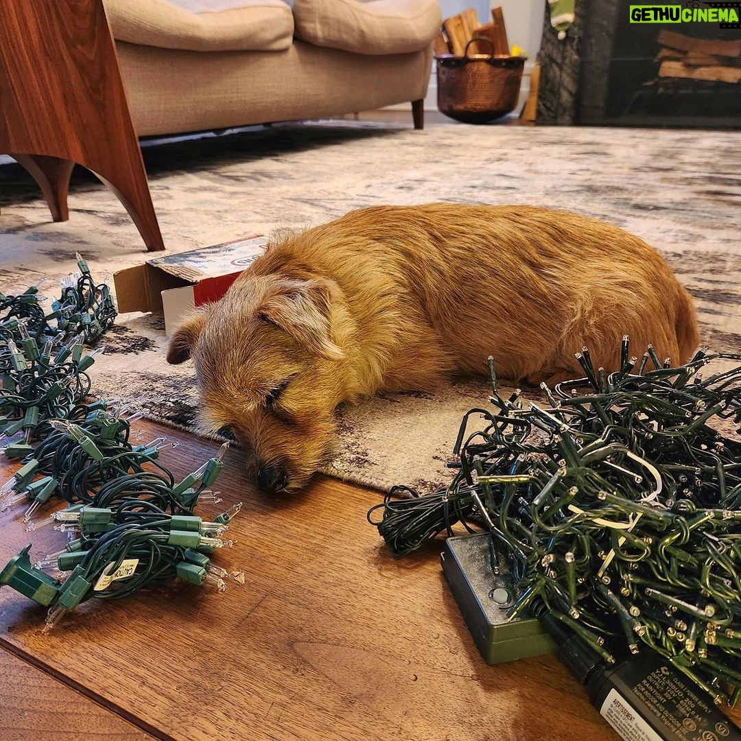Ian Bremmer Instagram - it’s beginning to look a lot like moose-mas New York, New York