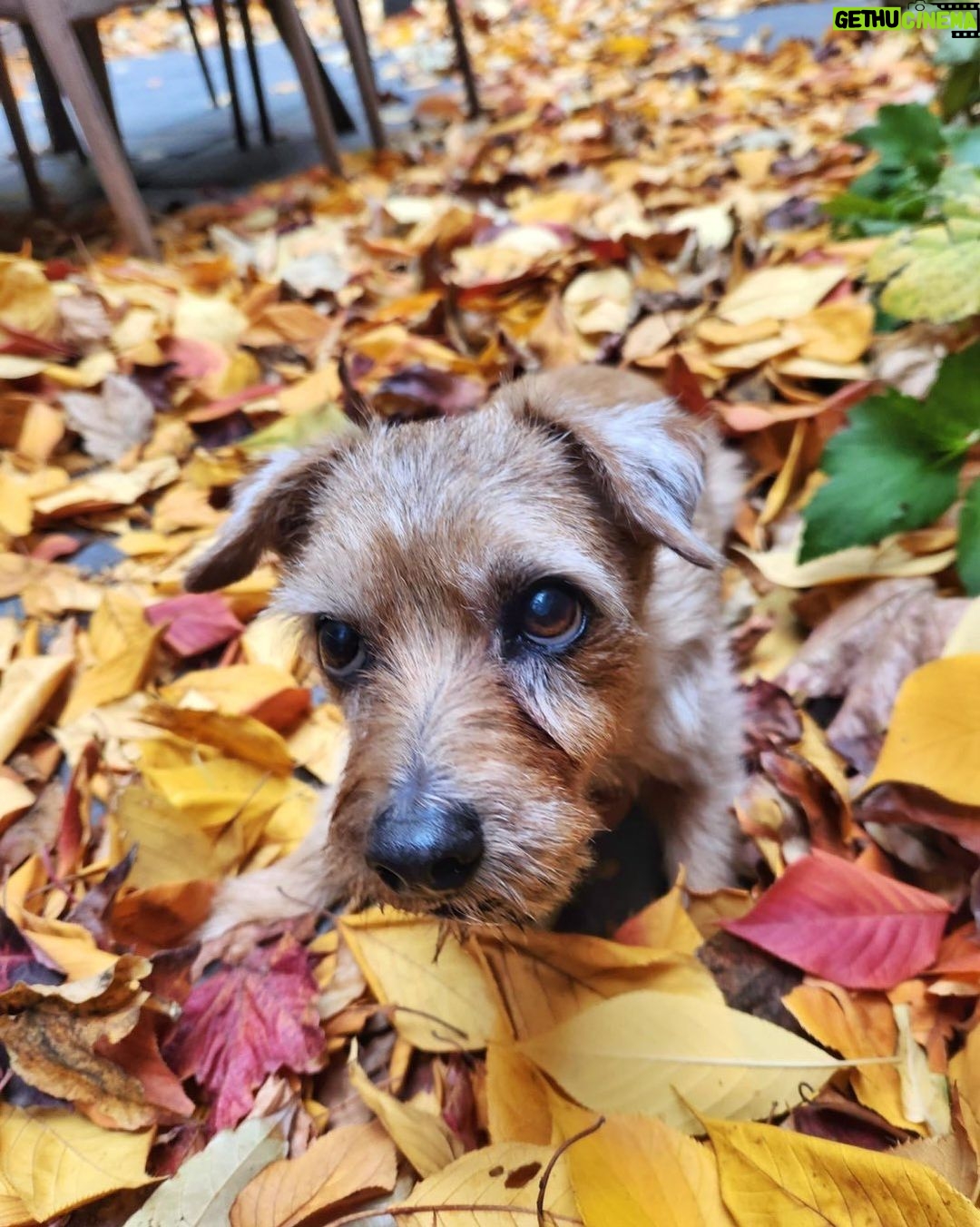Ian Bremmer Instagram - happy moosegiving to all who celebrate! New York, New York