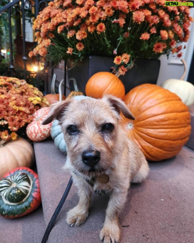 Ian Bremmer Instagram - moose is unamused by your halloween tricks he just wants treats New York, New York