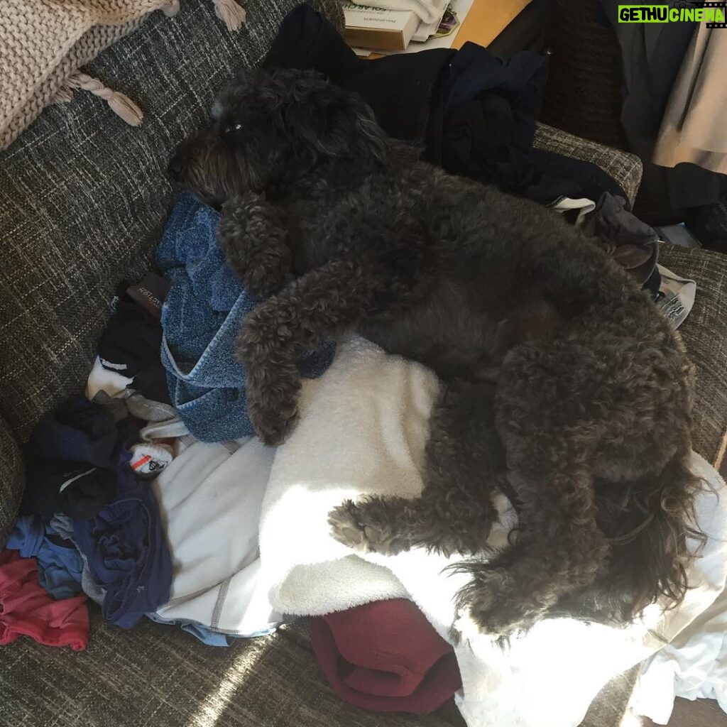 Ian Harding Instagram - Yeah thanks Mochi that laundry wasn't clean or anything... #doglife #thisiswhyismellallthetime