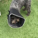 Ian Harding Instagram - #coneofshame #shehatesme #happysunday
