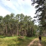 Ian Harding Instagram - W. G. Jones State Forest, east Texas. Hung out with a family of endangered woodpeckers because I'm a gigantic nerd. Life goal complete. Photo cred: @buttercupisdog @walterheymann @audubonsociety