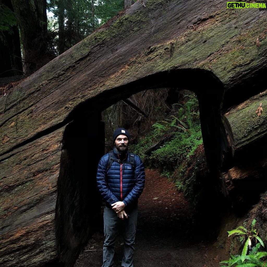 Ian Harding Instagram - Man oh man NorCal. You’re just the prettiest. Redwood National Park