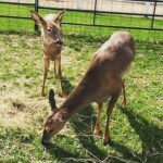 Ian Harding Instagram – See these two deer? The NY state dept of environmental conservation wants to kill them. They’ve been cared for by Cindy McGinley, a class 1 wildlife rehabilitator, nature lover and a family friend who lives on a 12 acre farm. She’s more than capable of caring for these two animals, one of which is blind, yet for some silly reason the NY Dept of “ENVIRONMENTAL CONSERVATION” believes it’s better for them to be released to the wild (death sentence) or euthanized.  I have the link in my bio to the petition and other info. Please take the time to read it and sign it. This is such an easy wrong to right. Let’s let NY state know.