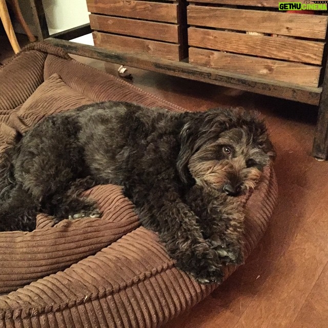 Ian Harding Instagram - Mochi's enthralled by my story telling.