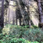 Ian Harding Instagram - Way to go Oregon. #oregoncoast