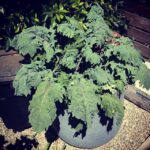 Ian Harding Instagram – The kale that ate manhattan. #greenthumb #ediblebackyard #myplantsuseroids