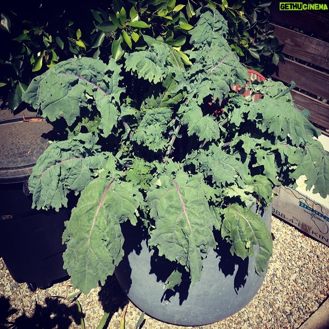Ian Harding Instagram - The kale that ate manhattan. #greenthumb #ediblebackyard #myplantsuseroids