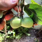 Ian Harding Instagram – Something’s wrong with my apple(s).