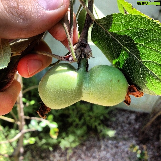 Ian Harding Instagram - Something's wrong with my apple(s).