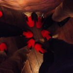 Ian Harding Instagram – Groomsmen gifts. #redwedding