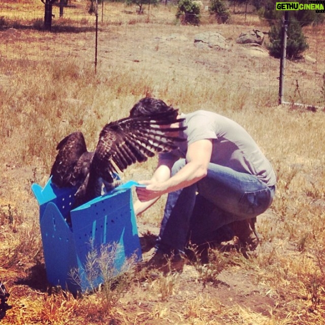 Ian Harding Instagram - In spite of what this may look like, I am NOT getting punched in the face by a Red-tailed Hawk, just releasing him back into the wild. Thanks again @humanesociety and The fund for Animals Wildlife Center, as well as the wonderful @tordevitto . I'd really appreciate if you could help me build a new Aviary for birds like this guy. Support #fundaFeather by texting ANIMALS to 20222 for a 10 dollar donation. Thanks and much love.