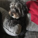 Ian Harding Instagram - Mochi could apparently feel my nervous energy while watching the @uswnt at the World Cup so she literally hid behind a pillow. Congrats USA on the win!