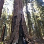 Ian Harding Instagram - There are no words. Thank you @nationalparkservice @sequoiakingsnps #sequoianationalpark