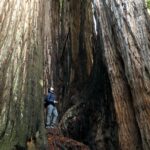 Ian Harding Instagram – Man oh man NorCal. You’re just the prettiest. Redwood National Park